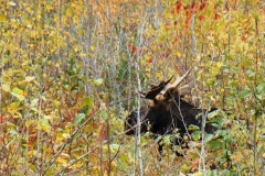 swayze camp moose..2013